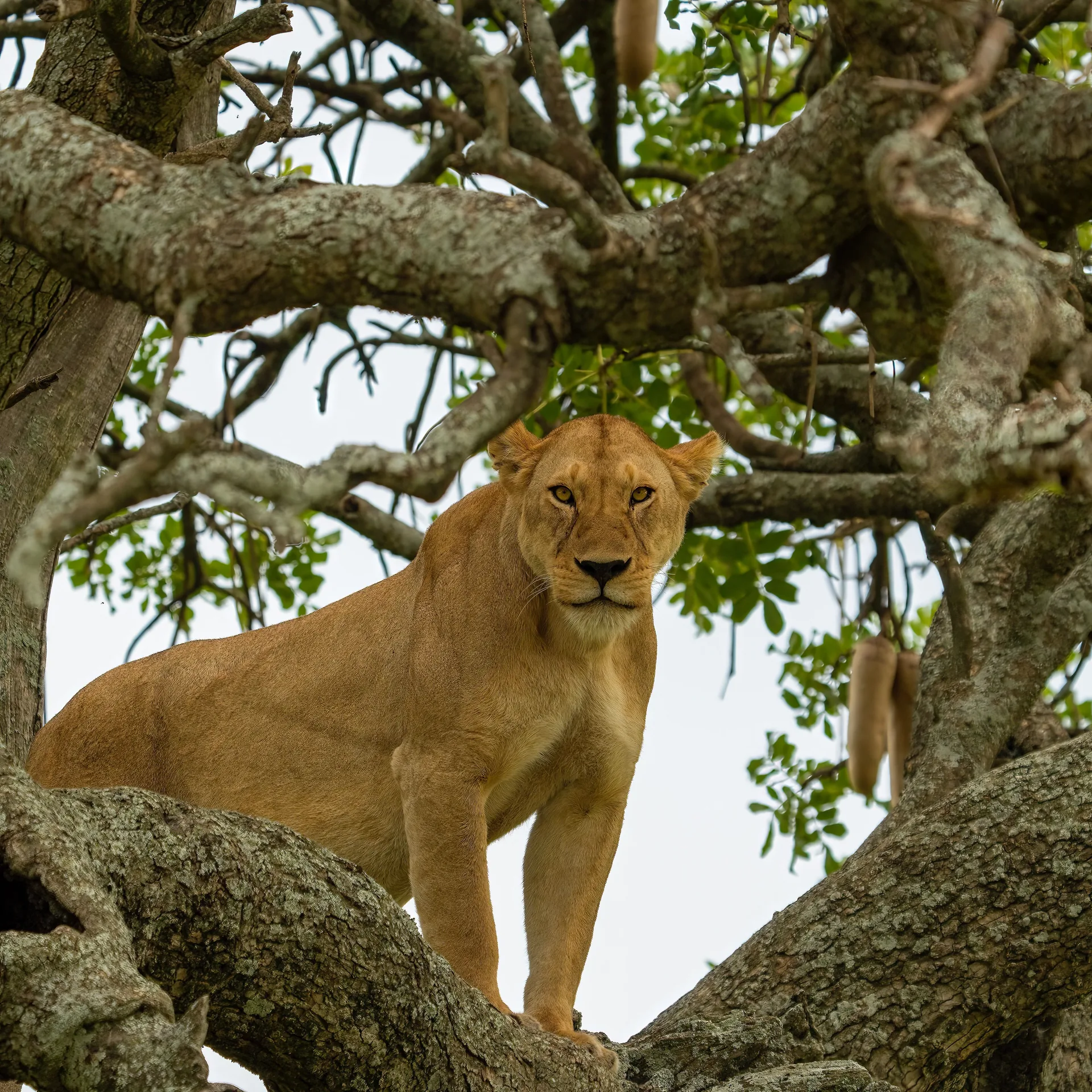 Ishasha sector landscape known for tree-climbing lions in Uganda